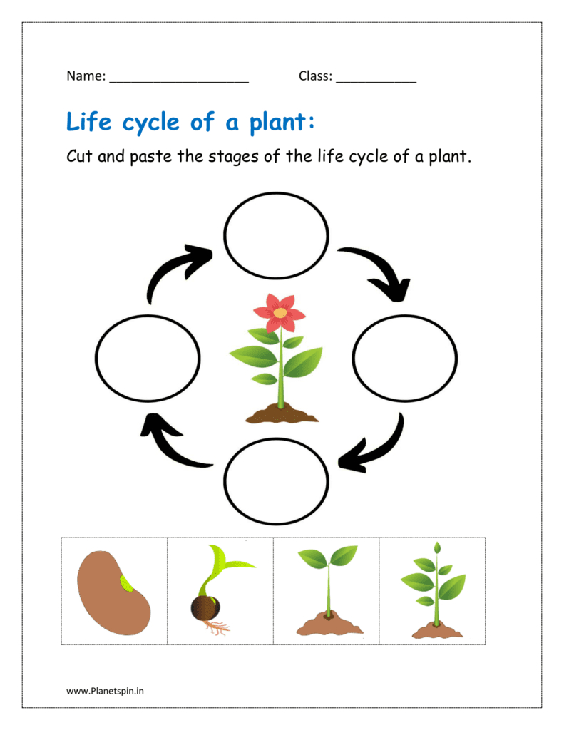 Life Cycle Of A Plant Worksheet For Kindergarten | Planetspin.in with regard to Free Printable Life Cycle of A Plant Worksheets