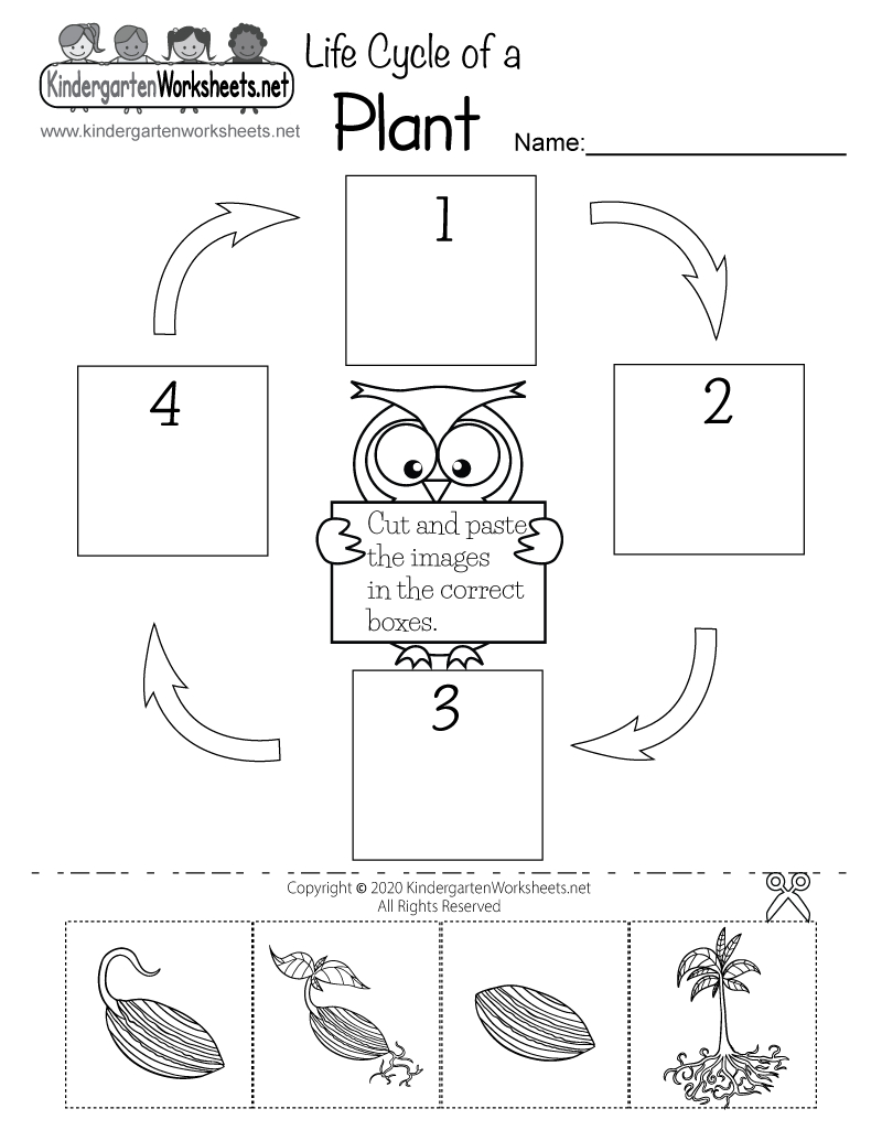 Life Cycle Of A Plant Worksheet - Free Printable, Digital, &amp;amp; Pdf with Life Cycle of A Plant Free Printable Worksheets