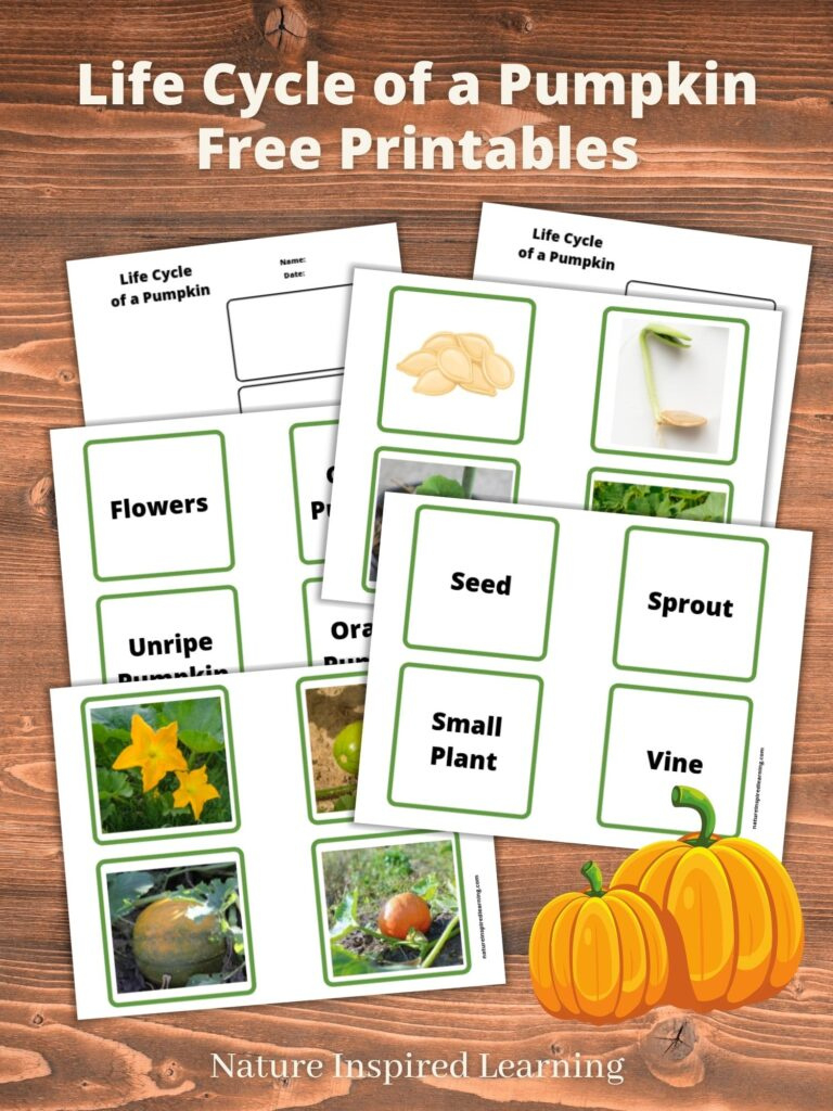 Life Cycle Of A Pumpkin Printables with Free Printable Pumpkin Life Cycle Worksheets