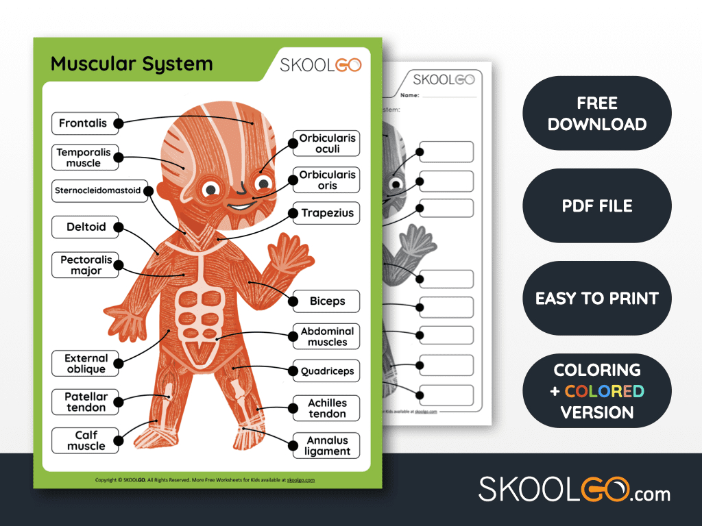 Muscular System - Free Worksheet For Kids - Skoolgo within Free Printable Muscle Worksheets