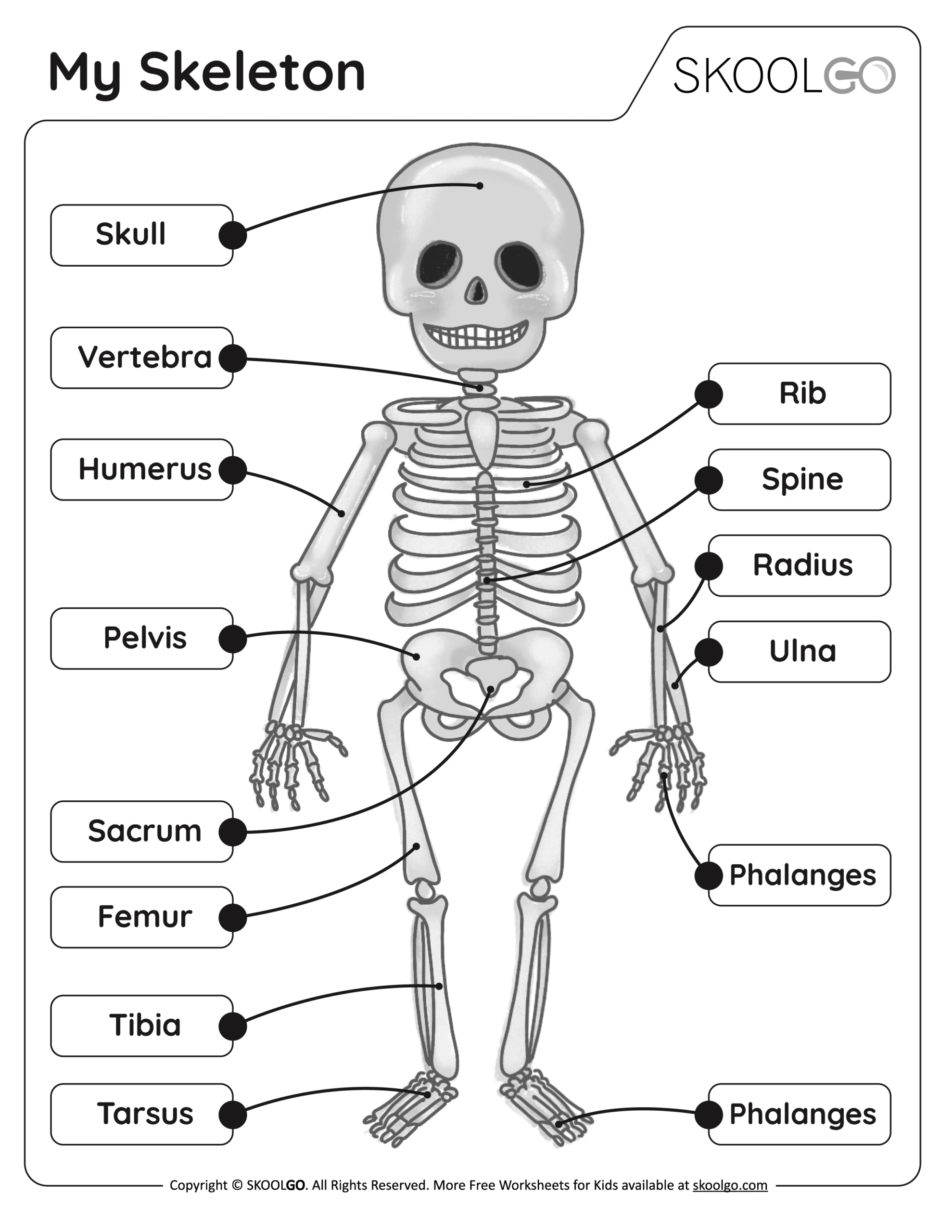 My Skeleton - Free Worksheet - Skoolgo throughout Free Printable Skeleton Worksheets