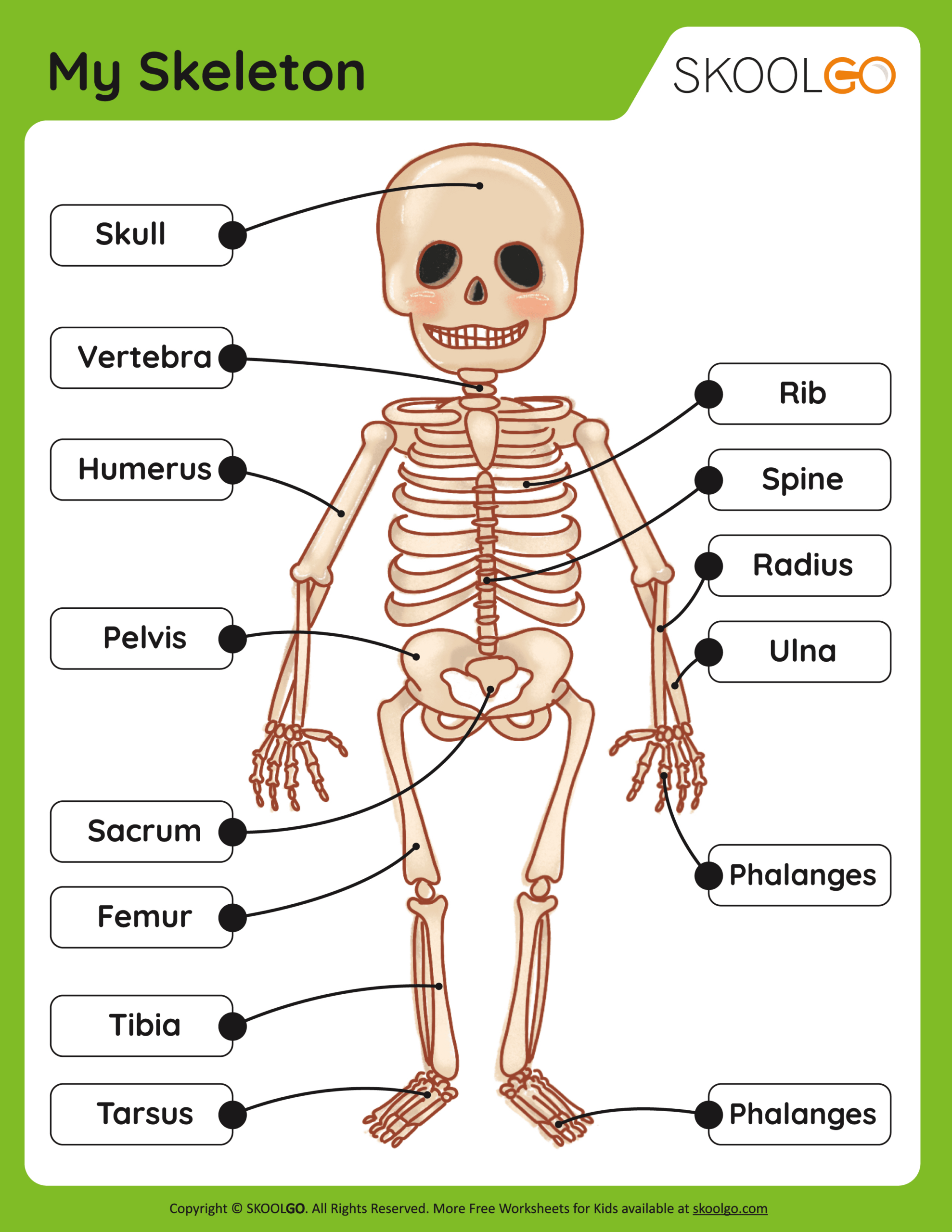 My Skeleton - Free Worksheet - Skoolgo with regard to Free Printable Skeleton Worksheets