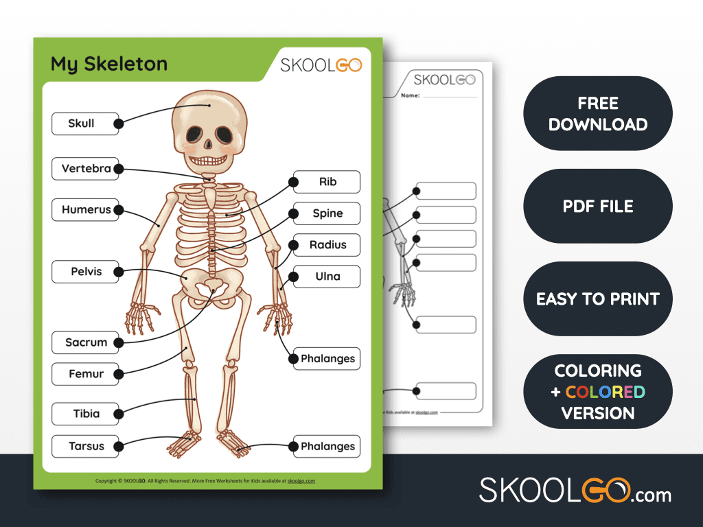 My Skeleton - Free Worksheet - Skoolgo within Free Printable Skeleton Worksheets