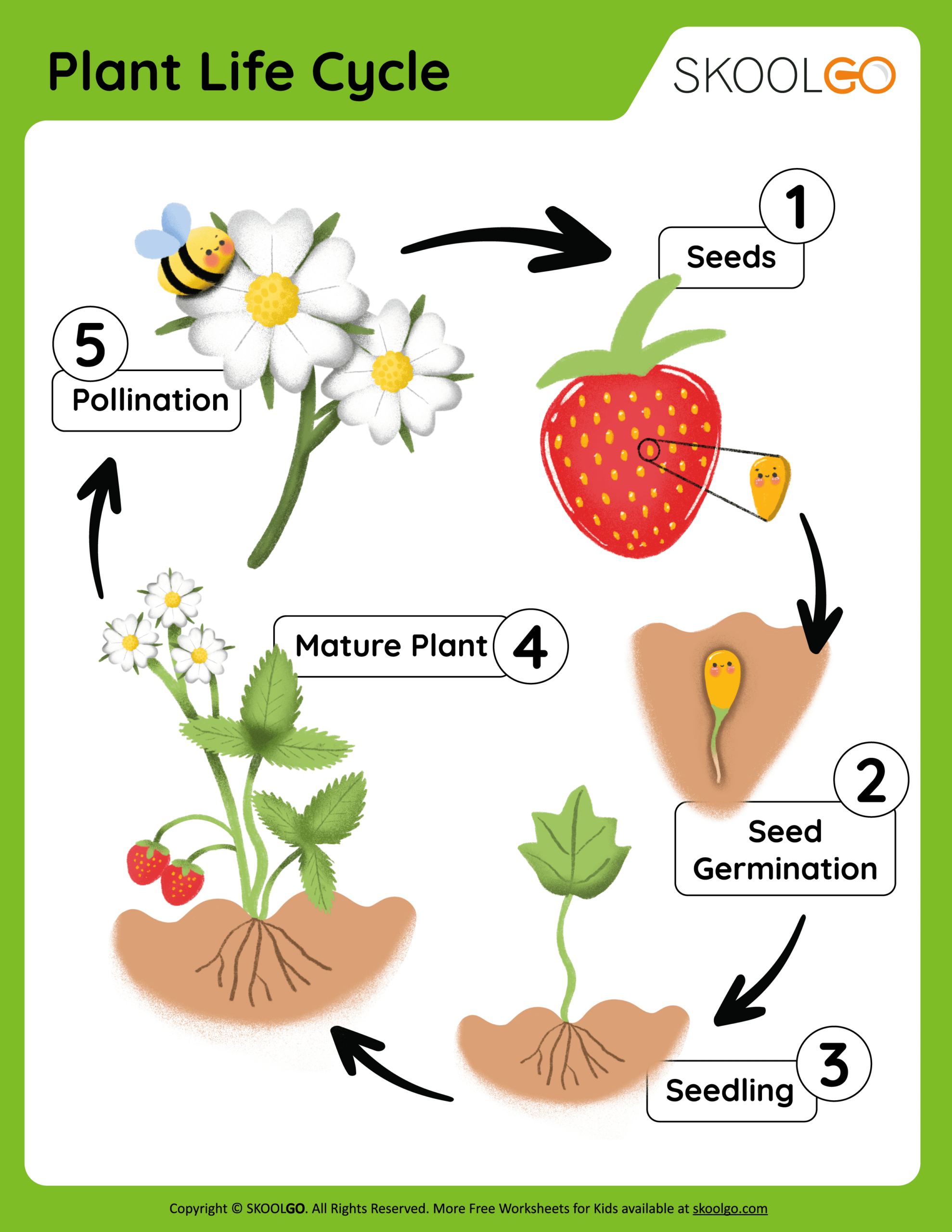 Plant Life Cycle - Free Worksheet - Skoolgo for Free Printable Plant Life Cycle Worksheets