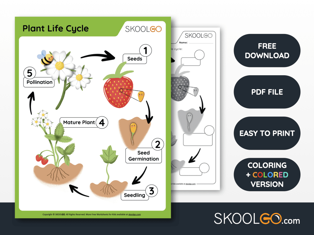 Plant Life Cycle - Free Worksheet - Skoolgo with regard to Life Cycle Of A Plant Free Printable Worksheets