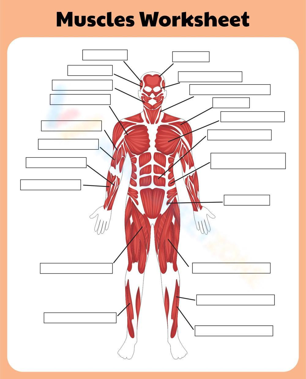 Printable Muscular System Worksheets with Free Printable Muscle Worksheets