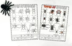 Spider Worksheet For Kids (Identify Different Types Of Spiders) regarding Free Printable Spider Worksheets