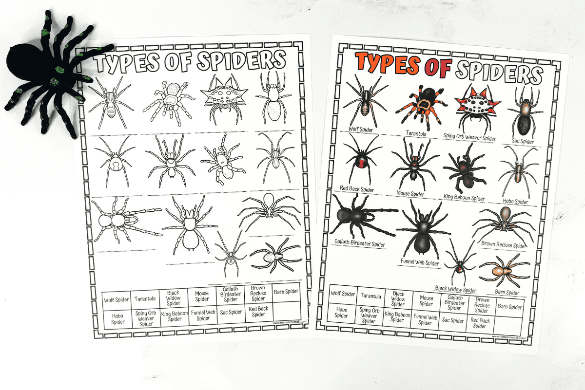 Spider Worksheet For Kids (Identify Different Types Of Spiders) regarding Free Printable Spider Worksheets
