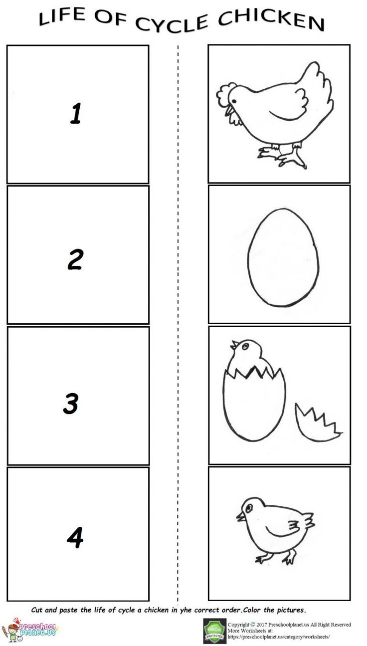 The Life Cycle Of A Chicken Worksheet for Free Printable Life Cycle Of A Chicken Worksheets
