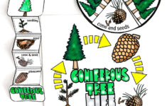 Free Life Cycle Of A Christmas Tree Worksheet for Life Cycle Of A Christmas Tree Worksheets