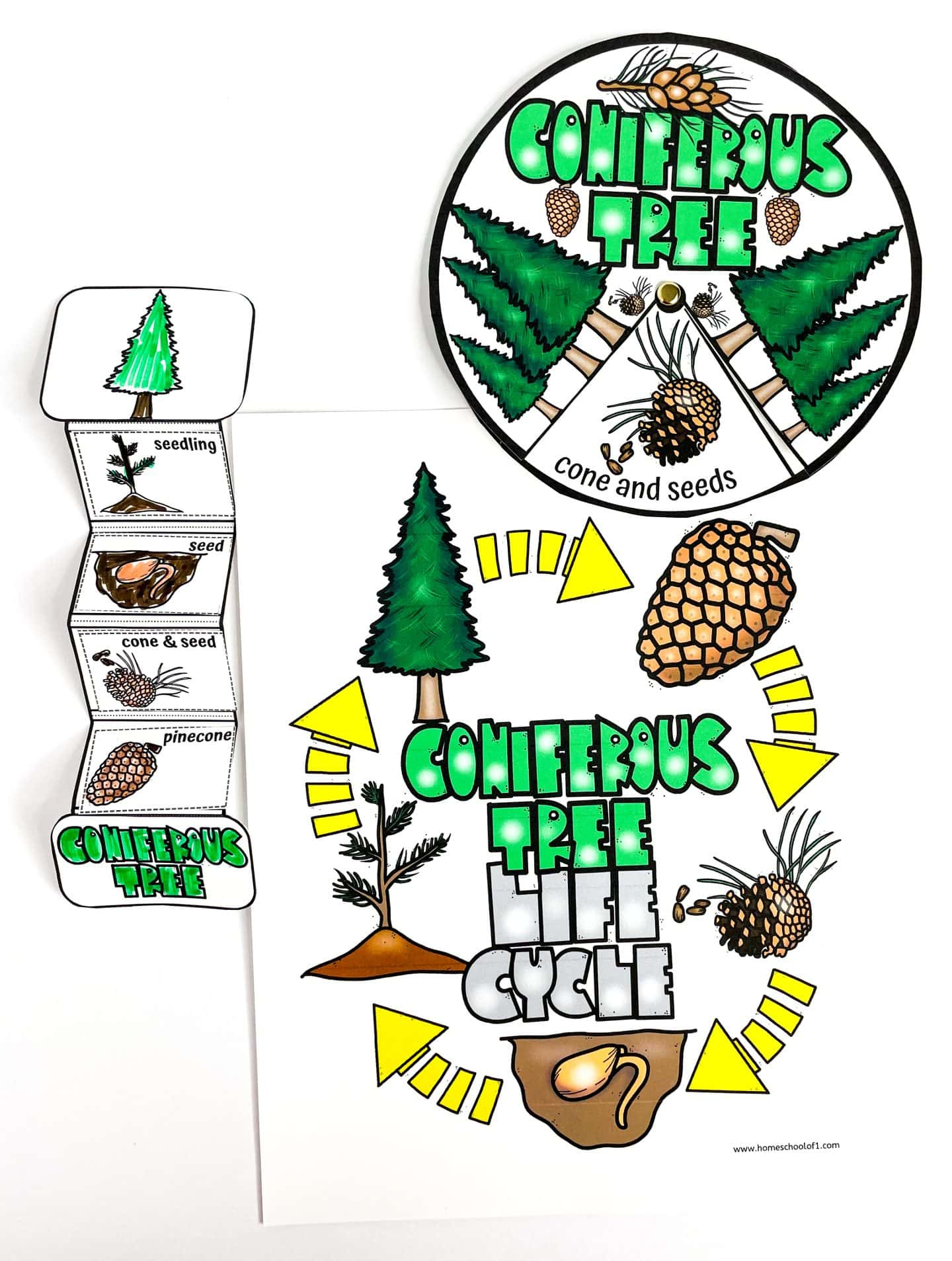 Free Life Cycle Of A Christmas Tree Worksheet for Life Cycle Of A Christmas Tree Worksheets