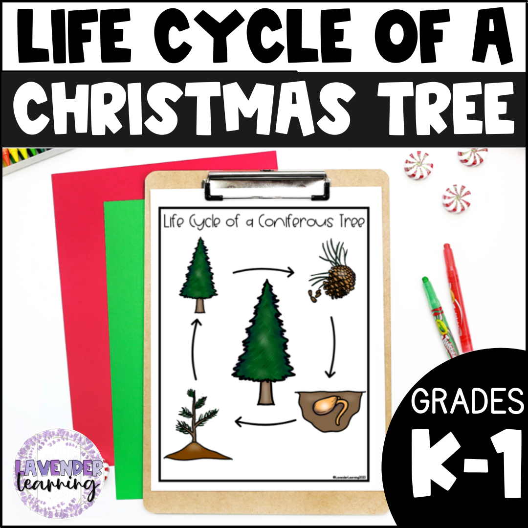 Life Cycle Of A Christmas Tree Activities, Worksheets, Booklet for Life Cycle of a Christmas Tree Worksheets