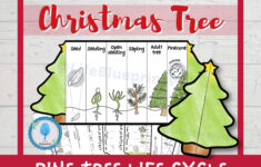 Pine Tree Life Cycle Foldable Templates | Christmas Tree Life pertaining to Life Cycle of a Christmas Tree Worksheets